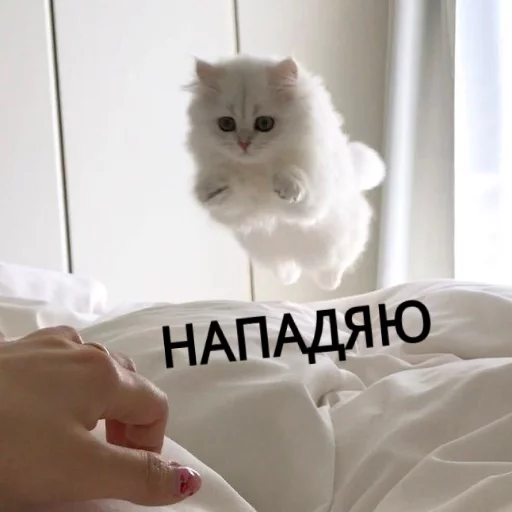 😌 Стикер «КотикЦмок» для Telegram