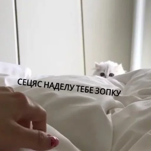 😜 Стикер «КотикЦмок» для Telegram