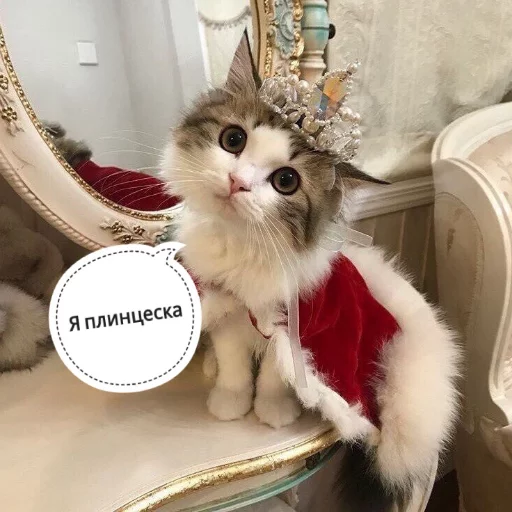 👸 Стикер «КотикЦмок» для Telegram