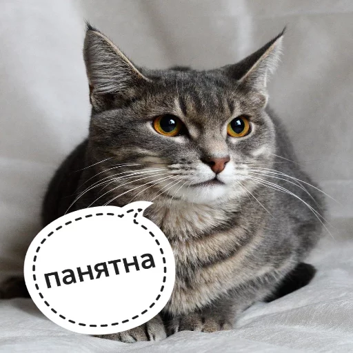 😑 Стикер «КотикЦмок» для Telegram