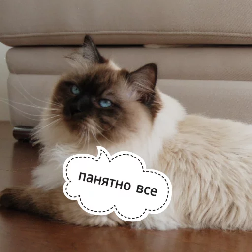 😓 Стикер «КотикЦмок» для Telegram