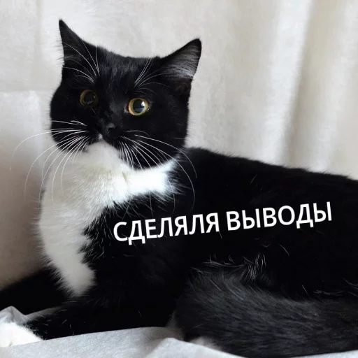 😟 Стикер «КотикЦмок» для Telegram