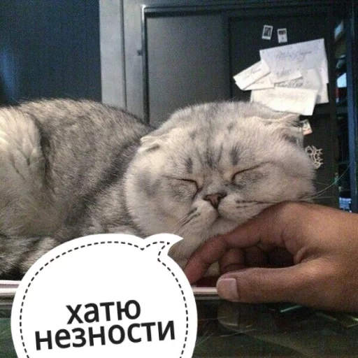 🙄 Стикер «КотикЦмок» для Telegram