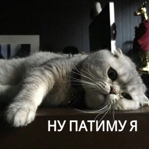 😒 Стикер «КотикЦмок» для Telegram