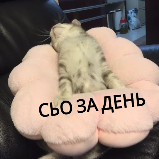 😕 Стикер «КотикЦмок» для Telegram