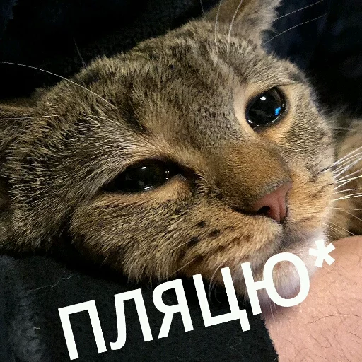 😢 Стикер «КотикЦмок» для Telegram