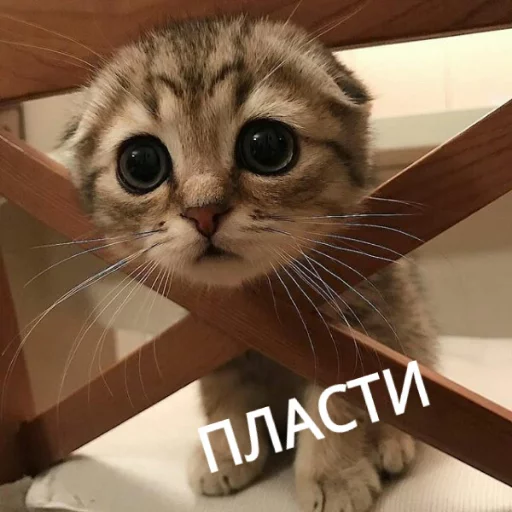 🙄 Стикер «КотикЦмок» для Telegram