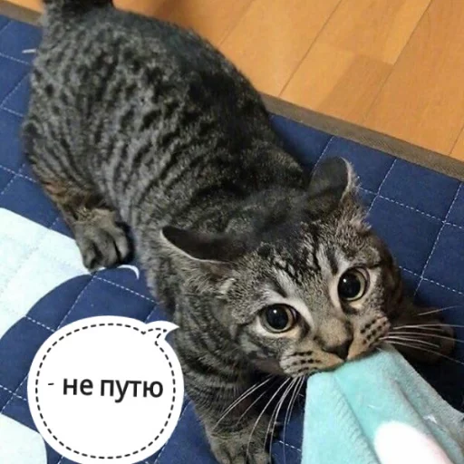 😬 Стикер «КотикЦмок» для Telegram