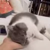 ❣ Эмодзи «I CATS!» для Telegram
