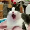 😯 Эмодзи «I CATS!» для Telegram