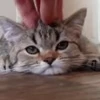 👉 Эмодзи «I CATS!» для Telegram