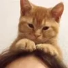 😊 Эмодзи «I CATS!» для Telegram