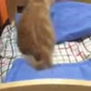 😶 Эмодзи «I CATS!» для Telegram