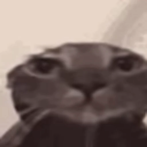 😐 Эмодзи «I CATS!» для Telegram