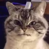 😡 Эмодзи «I CATS!» для Telegram