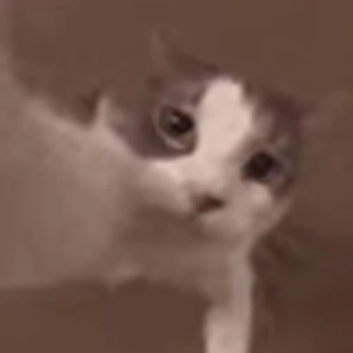 🫂 Эмодзи «I CATS!» для Telegram