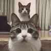 👈 Эмодзи «I CATS!» для Telegram