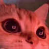 😍 Эмодзи «I CATS!» для Telegram