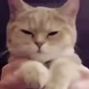 😗 Эмодзи «I CATS!» для Telegram