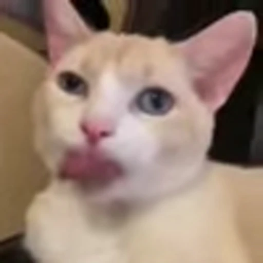 👁 Эмодзи «I CATS!» для Telegram