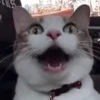 😃 Эмодзи «I CATS!» для Telegram