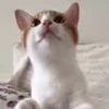🥺 Эмодзи «I CATS!» для Telegram