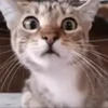 😳 Эмодзи «I CATS!» для Telegram