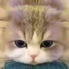 😸 Эмодзи «I CATS!» для Telegram