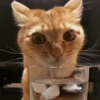 🧊 Эмодзи «I CATS!» для Telegram