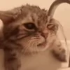 🥴 Эмодзи «I CATS!» для Telegram