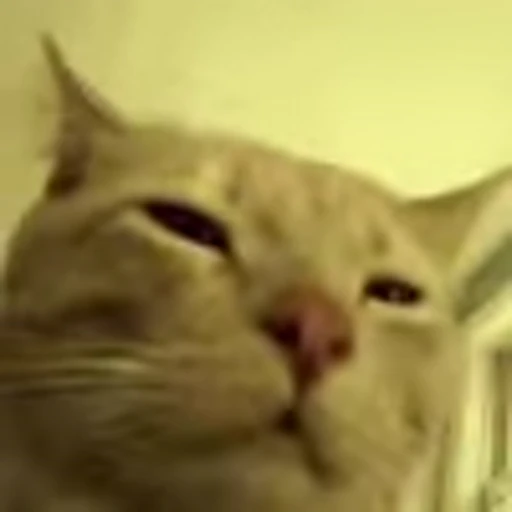 🎉 Эмодзи «I CATS!» для Telegram