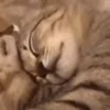 🥱 Эмодзи «I CATS!» для Telegram