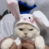 😻 Эмодзи «I CATS!» для Telegram