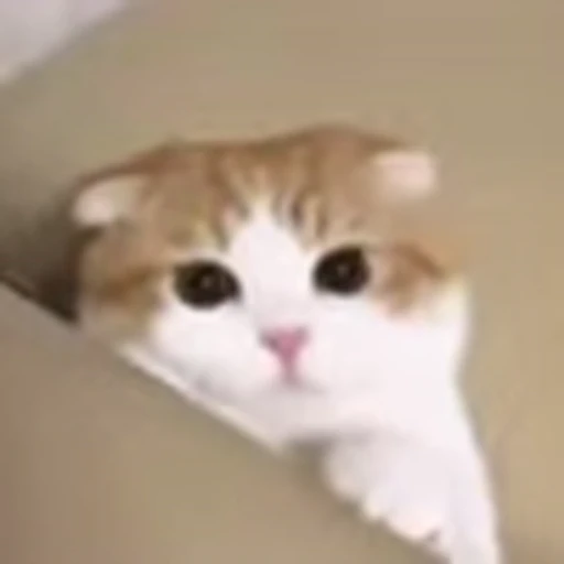 🥰 Эмодзи «I CATS!» для Telegram