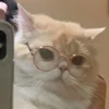 Стикерпак I CATS! для Telegram