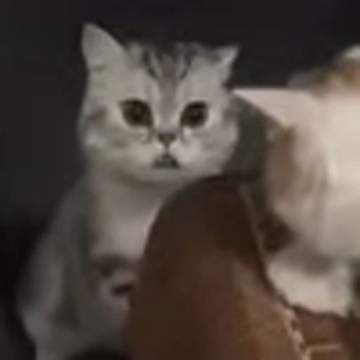 😳 Эмодзи «I CATS!» для Telegram