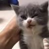 😮‍💨 Эмодзи «I CATS!» для Telegram