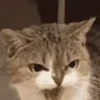😡 Эмодзи «I CATS!» для Telegram