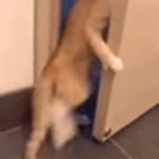 🚪 Эмодзи «I CATS!» для Telegram