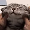 ☺️ Эмодзи «I CATS!» для Telegram