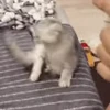 😂 Эмодзи «I CATS!» для Telegram
