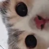👀 Эмодзи «I CATS!» для Telegram