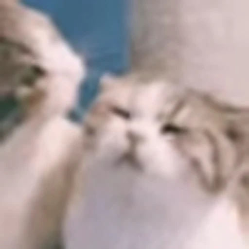 🙂 Эмодзи «I CATS!» для Telegram