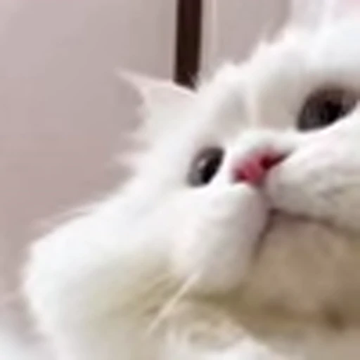 😍 Эмодзи «I CATS!» для Telegram