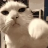 👊 Эмодзи «I CATS!» для Telegram