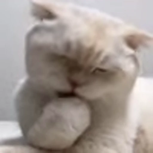 🤭 Эмодзи «I CATS!» для Telegram