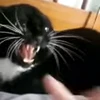 🐈‍⬛️ Эмодзи «I CATS!» для Telegram