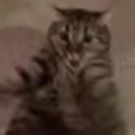🤠 Эмодзи «I CATS!» для Telegram
