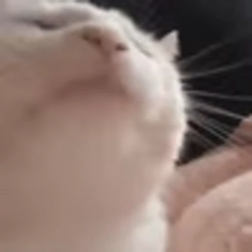 🕺 Эмодзи «I CATS!» для Telegram