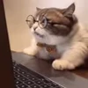 🤓 Эмодзи «I CATS!» для Telegram